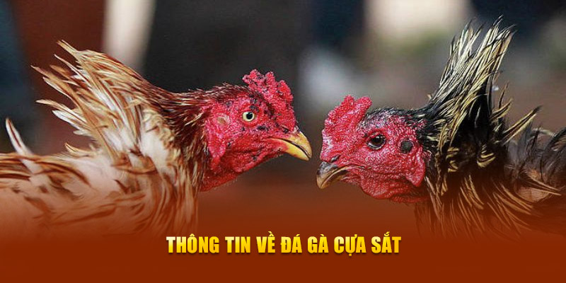 Đá Gà Cựa Sắt Là Gì Tất Tần Tật Những Điều Cần Biết