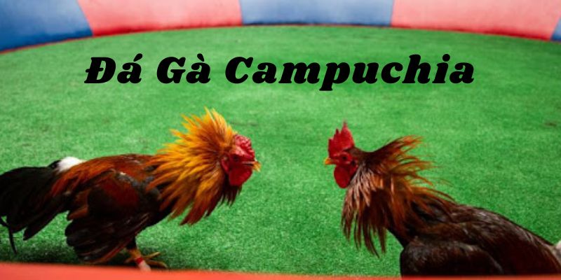Đá Gà Campuchia Và Bí Quyết Chiến Thắng Tại WW88