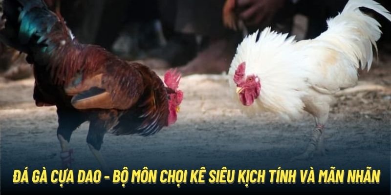 Chiến thắng đá gà cựa dao WW88 từ kinh nghiệm của cao thủ