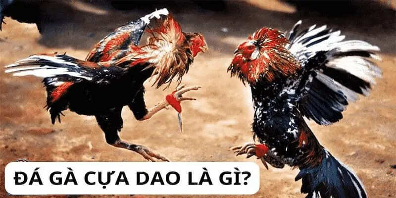 Đá gà cựa dao là thế nào?