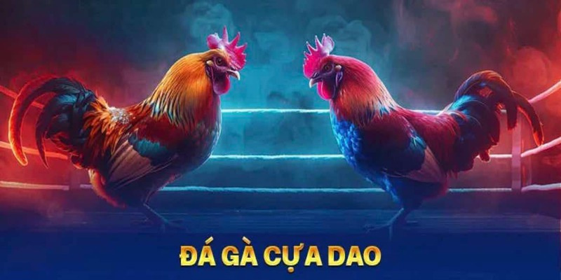Luật đá gà cựa dao WW88
