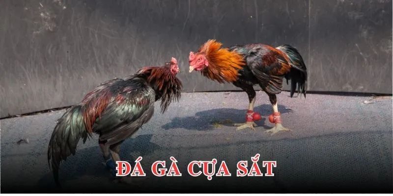 Định nghĩa đá gà cựa sắt là gì?