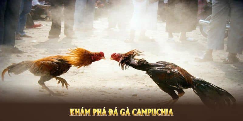 Định nghĩa về đá gà Campuchia